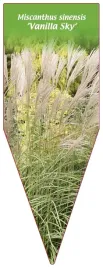 etykieta-szkolkarska-miscanthus-sinensis-vanilla-sky