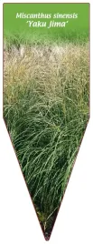 etykieta-szkolkarska-miscanthus-sinensis-yaku-jima
