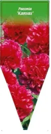etykieta-szkolkarska-paeonia-kansas