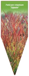 etykieta-szkolkarska-panicum-virgatum-squaw