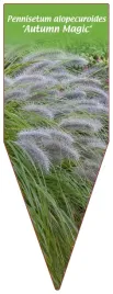 etykieta-szkolkarska-pennisetum-alopecuroides-autumn-magic