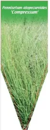 etykieta-szkolkarska-pennisetum-alopecuroides-compressum
