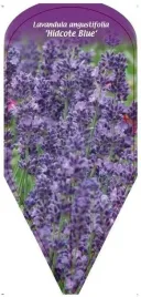 etykieta-szkolkarska-lavandula-angustifolia-hidcote-blue