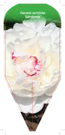 etykieta-szkolkarska-paeonia-lactifolia-gardenia