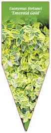 etykieta-szkolkarska-euonymus-fortunei-emerald-gold
