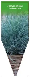 etykieta-szkolkarska-festuca-cinerea