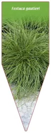 etykieta-szkolkarska-festuca-gautieri