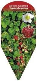etykieta-szkolkarska-truskawka-pnaca-fragaria-x-ananassa-2