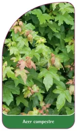 etykieta-szkolkarska-acer-campestre