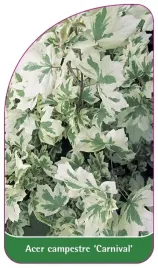 etykieta-szkolkarska-acer-campestre-carnival