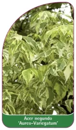 etykieta-szkolkarska-acer-negundo-aurea-variegatum