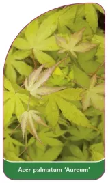 etykieta-szkolkarska-acer-palmatum-aureum