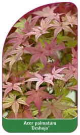 etykieta-szkolkarska-acer-palmatum-deshojo