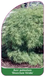etykieta-szkolkarska-acer-palmatum-dissectum-viridis