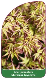 etykieta-szkolkarska-acer-palmatum-murasaki-kiyohime