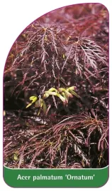 etykieta-szkolkarska-acer-palmatum-ornatum