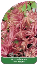 etykieta-szkolkarska-acer-palmatum-red-pygmy