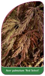 etykieta-szkolkarska-acer-palmatum-red-select