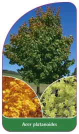 etykieta-szkolkarska-acer-platanoides