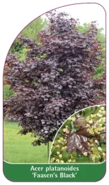 etykieta-szkolkarska-acer-platanoides-faasen-s-black