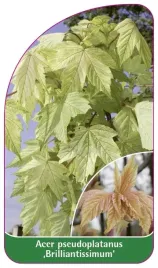 etykieta-szkolkarska-acer-pseudoplatanus-brilliantissimum