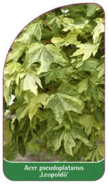 etykieta-szkolkarska-acer-pseudoplatanus-leopoldii