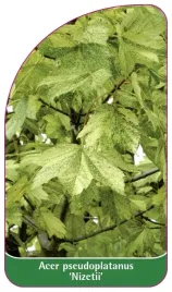etykieta-szkolkarska-acer-pseudoplatanus-nizetii
