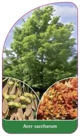 etykieta-szkolkarska-acer-saccharum