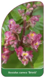 etykieta-szkolkarska-aesculus-carnea-briotii