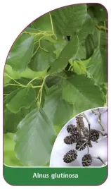 etykieta-szkolkarska-alnus-glutinosa