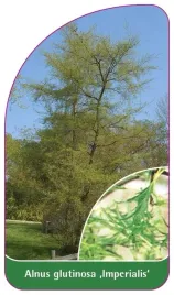 etykieta-szkolkarska-alnus-glutinosa-imperialis