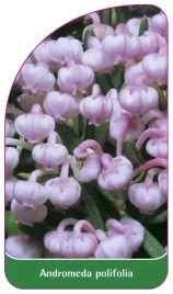 etykieta-szkolkarska-andromeda-polifolia