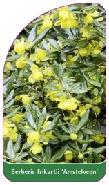 etykieta-szkolkarska-berberis-frikartii-amstelveen