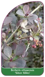 etykieta-szkolkarska-berberis-ottawensis-silver-miles