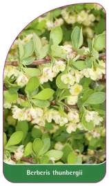 etykieta-szkolkarska-berberis-thunbergii