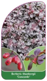 etykieta-szkolkarska-berberis-thunbergii-concorde
