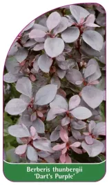 etykieta-szkolkarska-berberis-thunbergii-dart-s-purple