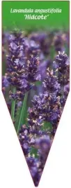 etykieta-szkolkarska-lavandula-angustifolia-hidcote
