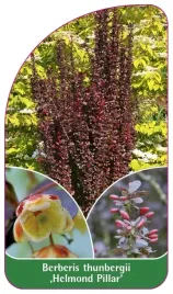 etykieta-szkolkarska-berberis-thunbergii-helmond-pillar