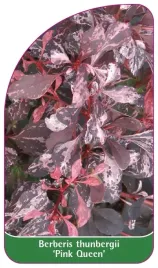 etykieta-szkolkarska-berberis-thunbergii-pink-queen