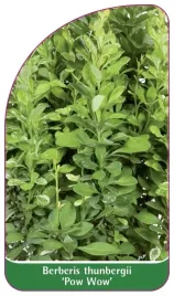 etykieta-szkolkarska-berberis-thunbergii-pow-wow