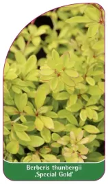 etykieta-szkolkarska-berberis-thunbergii-special-gold