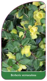 etykieta-szkolkarska-berberis-verruculosa