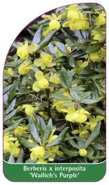 etykieta-szkolkarska-berberis-x-interposita-wallich-s-purple