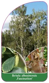 etykieta-szkolkarska-betula-albosinensis-fascination