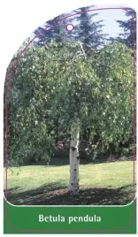 etykieta-szkolkarska-betula-pendula