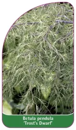 etykieta-szkolkarska-betula-pendula-trost-s-dwarf