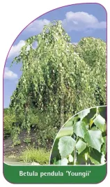 etykieta-szkolkarska-betula-pendula-youngii-a