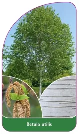 etykieta-szkolkarska-betula-utilis-b