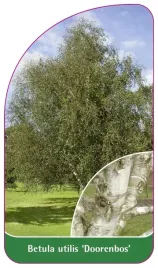 etykieta-szkolkarska-betula-utilis-doorenbos-a